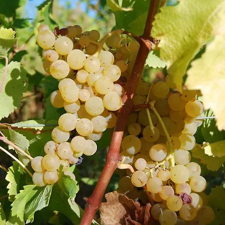 La Romantique Monbazillac