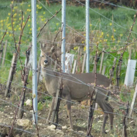 Maison d'hôtes La Romantique Monbazillac